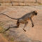 Langur-monkey-mid-leap-from-boulder