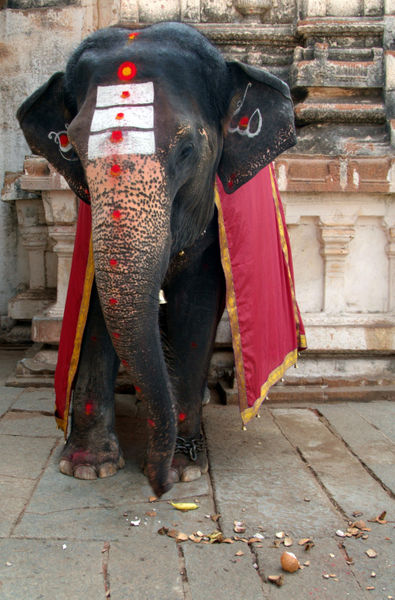 Laxmi-the-elephant-in-hampi-temple-04