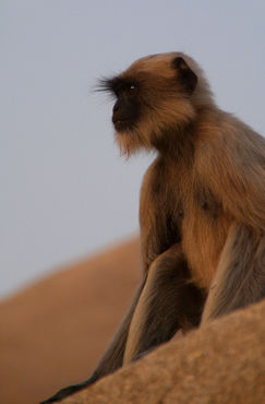 Sad-looking-langur-monkey-sitting-on-ruins-at-hampi