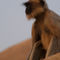 Sad-looking-langur-monkey-sitting-on-ruins-at-hampi