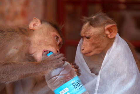 Cheeky-monkeys-opening-stolen-water-hampi-03