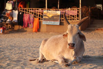 Bull on the Beach at Sunset Palolem by serenityphotography
