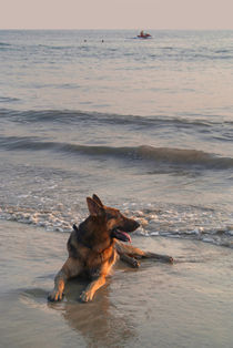 German Shepherd in the Surf Palolem by serenityphotography