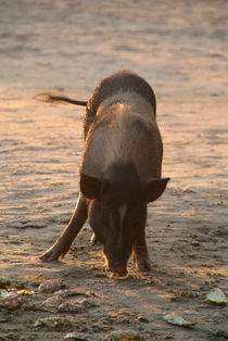Piggy on the Beach von serenityphotography