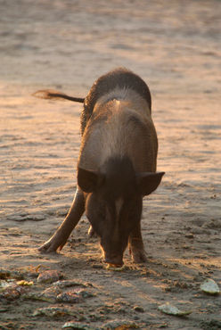 Piggy-on-the-beach