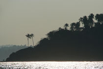 Palm Trees on Monkey Island von serenityphotography