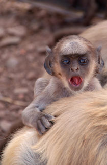 Baby Langur Monkey Ranthambore  by serenityphotography