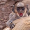 Baby-langur-monkey-ranthambore-fort