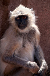 Langur Monkey at Ranthambore Fort by serenityphotography