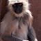 Langur-monkey-at-ranthambore-fort