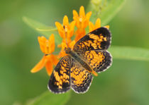 Pearl Crescent on Butterfly Weed Flowers 2