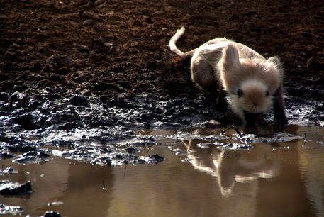 Langur-monkey-at-waterhole-ranthambore-03