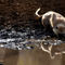 Langur-monkey-at-waterhole-ranthambore-03