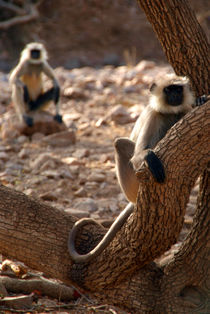 Langur Monkey in Tree Ranthambore by serenityphotography