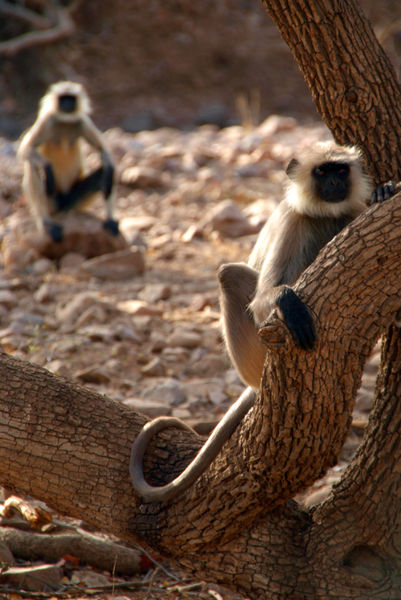 Langur-monkey-in-tree-ranthambore-03