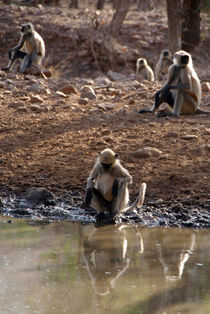 Langur Monkeys at Waterhole Ranthambore von serenityphotography