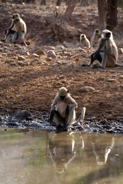Langur-monkeys-at-waterhole-ranthambore