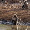 Langur-monkeys-at-waterhole-ranthambore