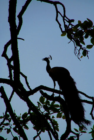Silhouette-of-peacock-in-tree-ranthambore