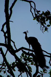 Silhouette of Peacock in Tree Ranthambore by serenityphotography