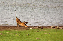 Tiger Stretching Ranthambore von serenityphotography