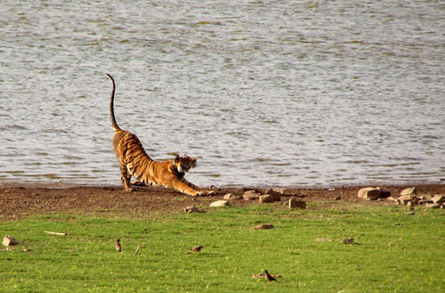 Tiger-stretching-ranthambore