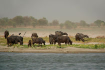 Water Buffalo on the Banks of the Ganges von serenityphotography