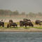 Water-buffalo-on-the-banks-of-the-ganges