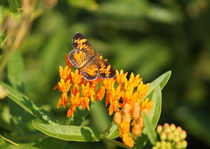 Pearl Crescent on Butterfly Weed Flowers 1