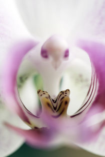 Phalaenopsis by Jens Berger