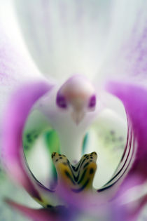 Orchidee von Jens Berger