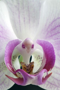 Orchidee von jaybe