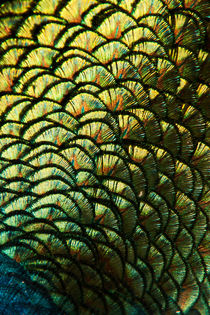 Peacock Feather Abstract by Karl Thompson