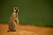 Meerkat on Guard by Karl Thompson