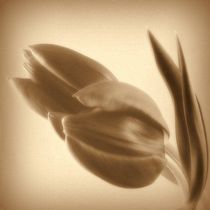 Tulpe antik von Kerstin Runge