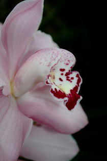 Orchidee rosa von Christine Bässler