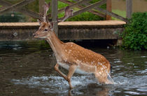 deer in water von deanmessengerphotography