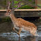 Deer-in-water-edit