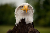 Bald Eagle by deanmessengerphotography