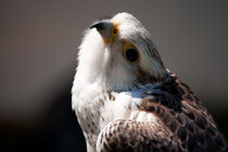 Lanner Falcon by deanmessengerphotography