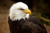 bald eagle by deanmessengerphotography