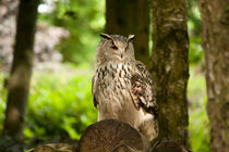 eagle owl by deanmessengerphotography