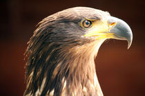 Taawny Eagle von deanmessengerphotography