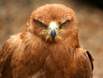 Tawny Eagle von deanmessengerphotography