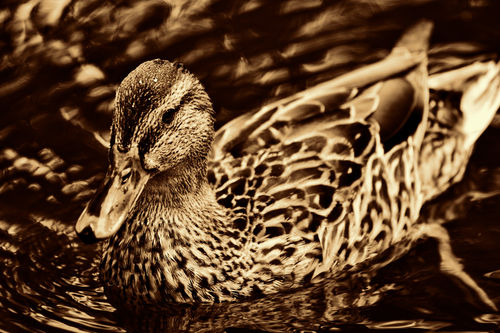 Golden-duck
