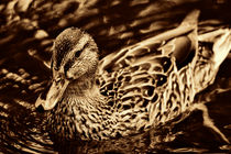 golden duck by deanmessengerphotography