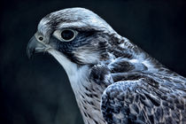 lanner falcon by deanmessengerphotography