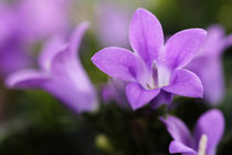 Blüten violett von timbo210