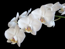 White Orchids by Sarah Couzens