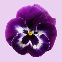 Purple Pansy von Sarah Couzens
